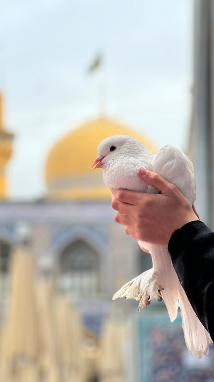 تصویر باکیفیت از کبوتر حرم امام رضا علیه السلام